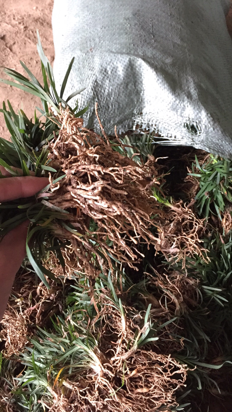 玉龙草日本矮麦冬