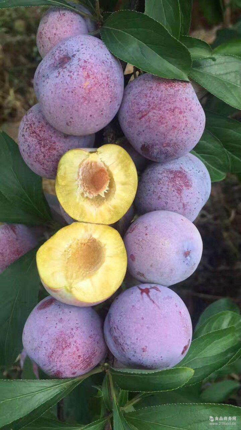 脆红/半边红/晚熟青脆/五月脆成活率高提供技术指导