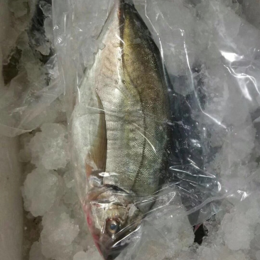 日本原单进口池鱼王