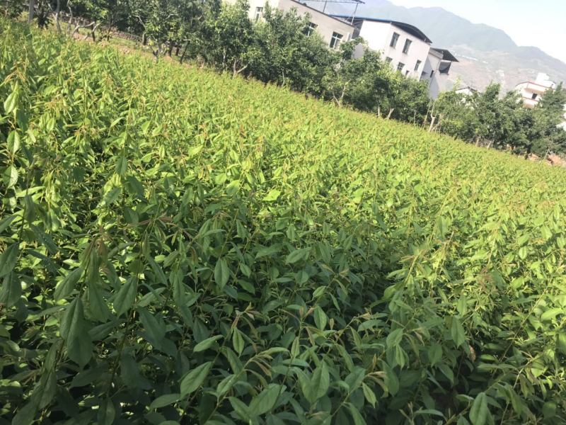 脆红/半边红/晚熟青脆/五月脆成活率高提供技术指导