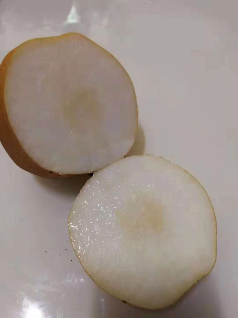 河南周口开封新鲜晚秋黄梨陆续大量上市求合作