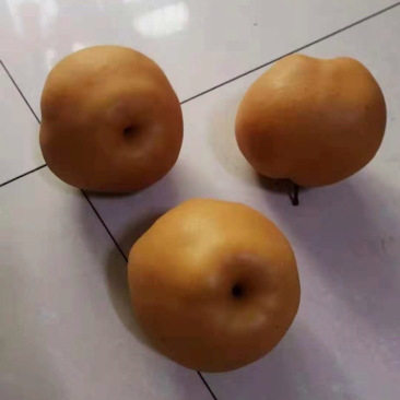 河南周口开封新鲜晚秋黄梨陆续大量上市求合作