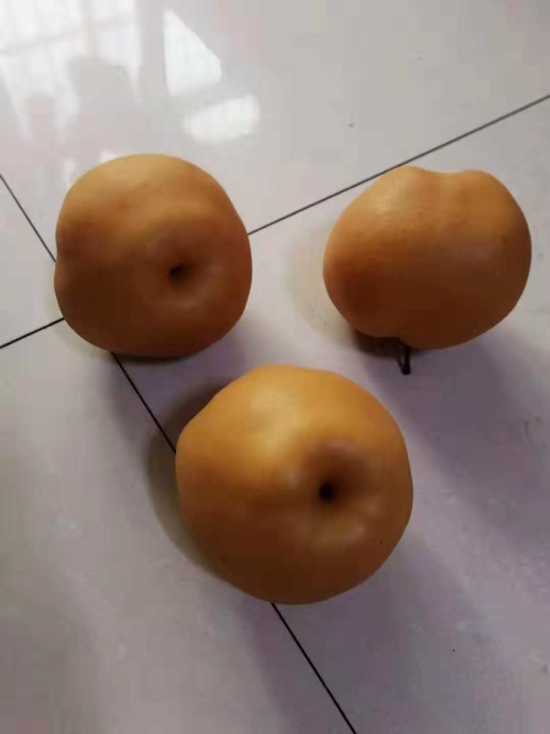 河南周口开封新鲜晚秋黄梨陆续大量上市求合作