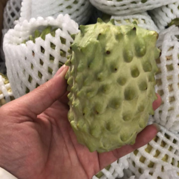 大量供应释迦果，释迦苗。
