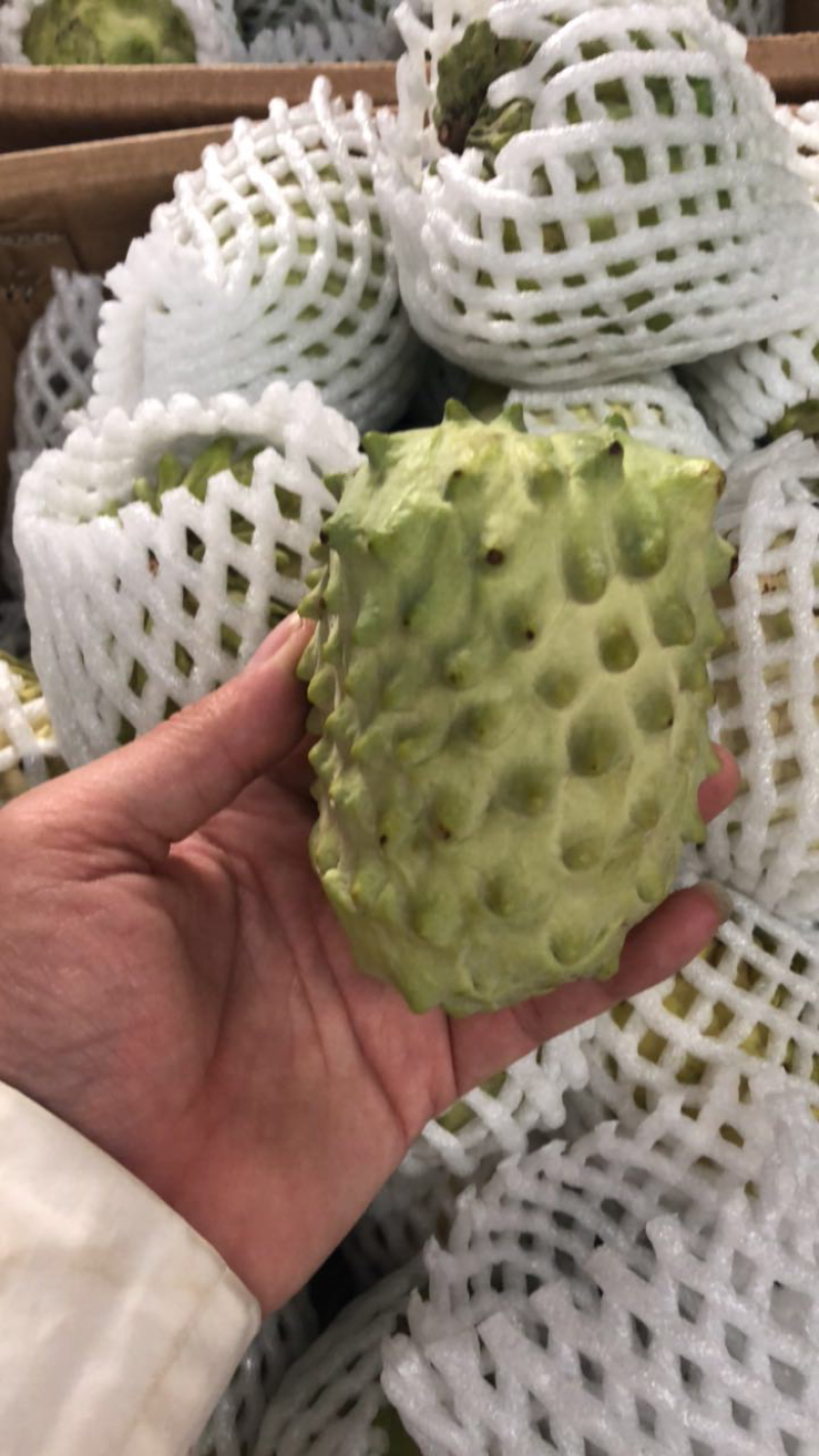 大量供应释迦果，释迦苗。