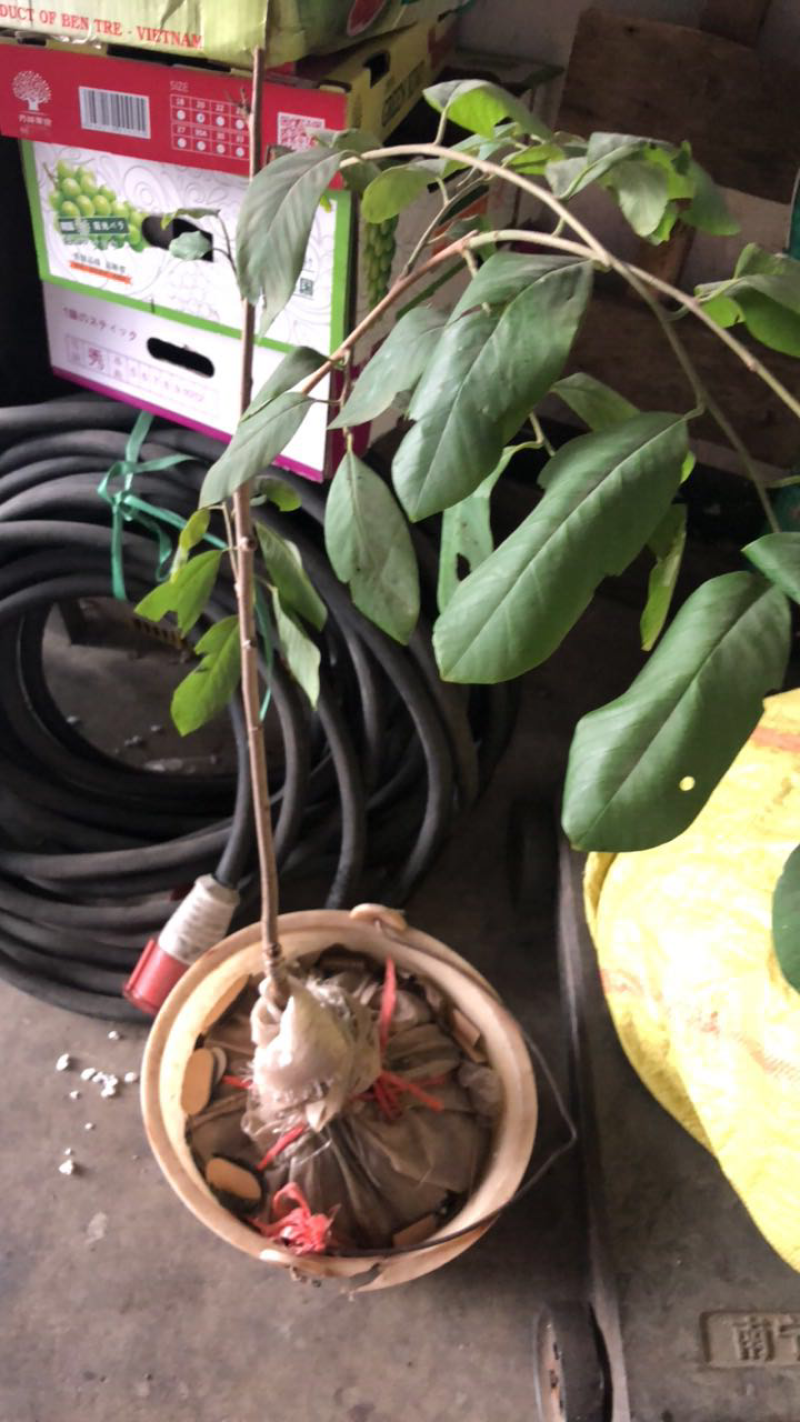 大量供应释迦果，释迦苗。