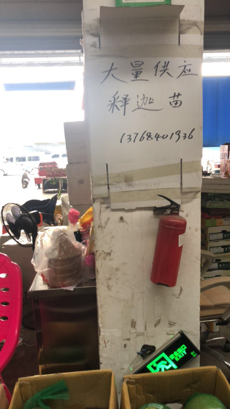 大量供应释迦果，释迦苗。