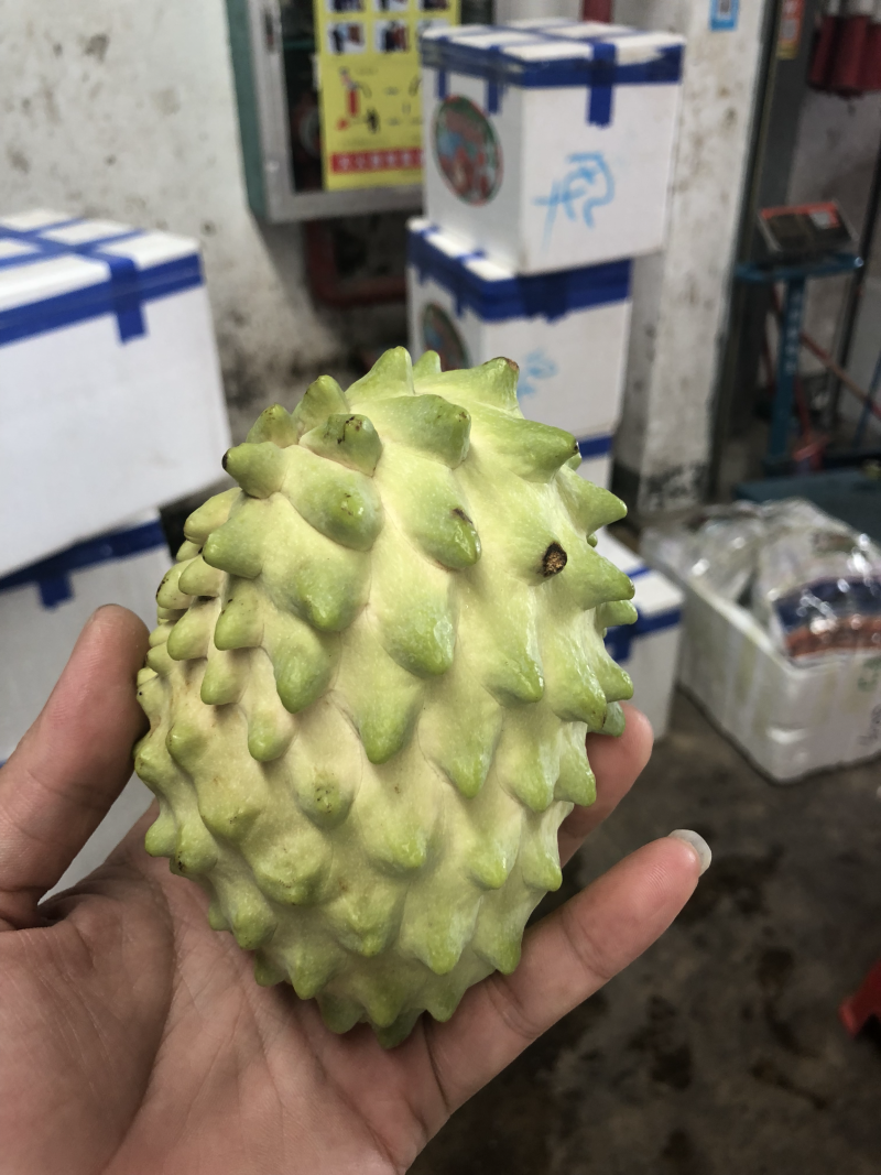大量供应释迦果，释迦苗。
