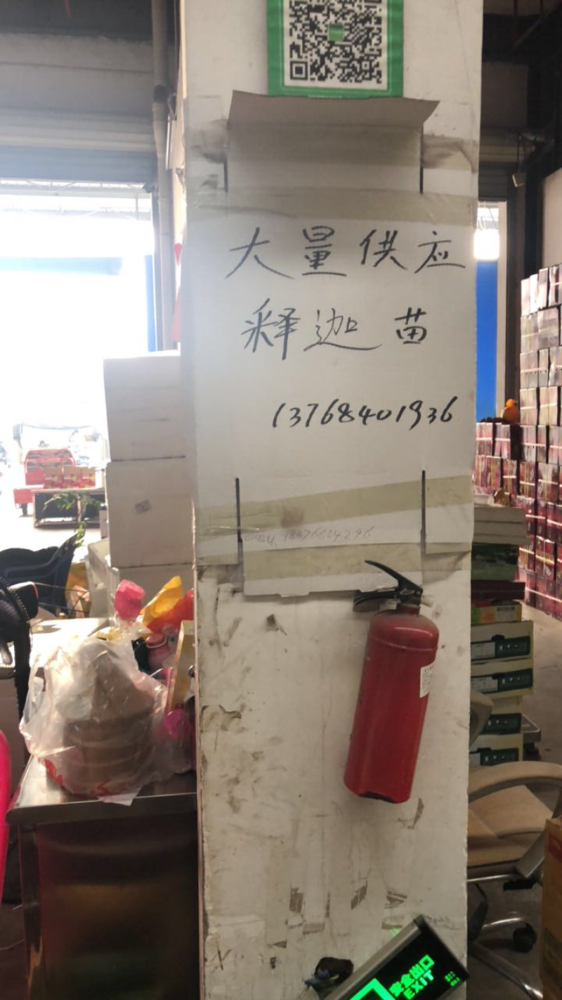 释迦果