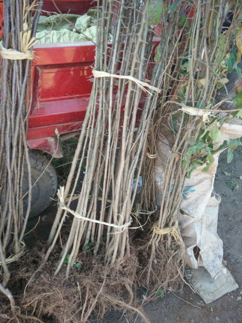 红肉苹果树苗免费提供种植技术