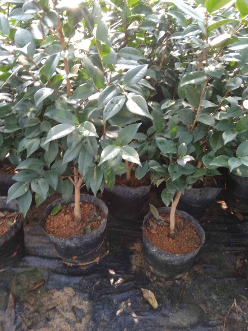 山茶花特价处理，先到先得，赤丹红千里香两个品种