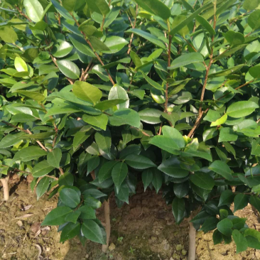 山茶花特价处理，先到先得，赤丹红千里香两个品种