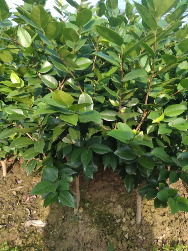 山茶花特价处理，先到先得，赤丹红千里香两个品种