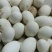 皖西白鹅鹅苗250g