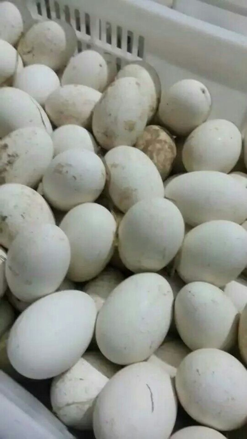 皖西白鹅鹅苗250g