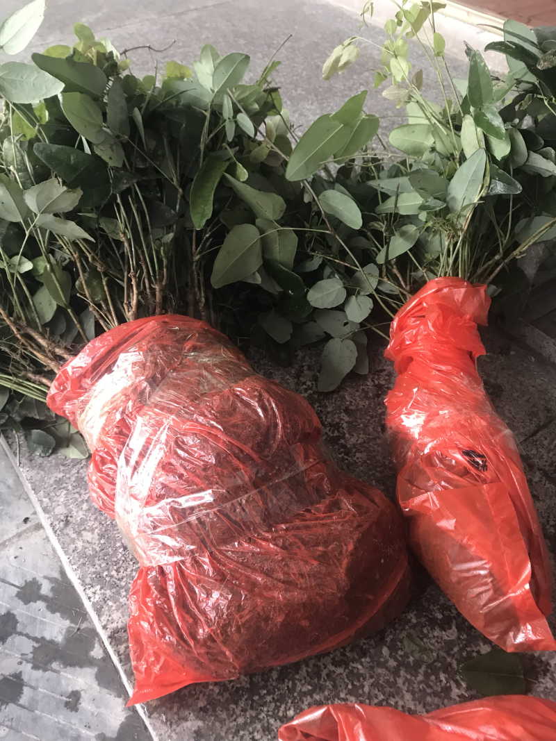 🔥热销【企业认证】九月黄苗改良品种纯度高产基地直发