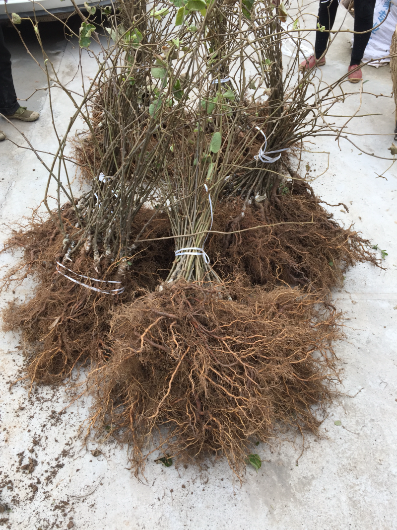 红心猕猴桃苗免费提供技术现挖现发，品种保证，原产地直供
