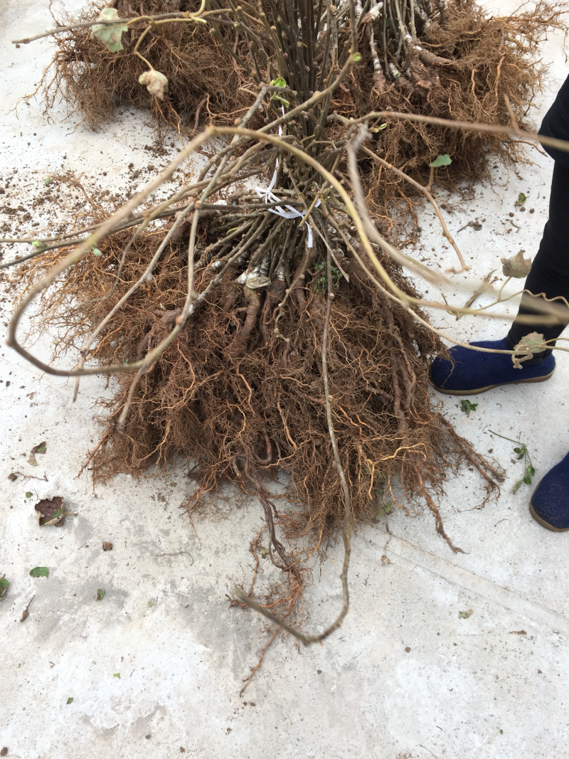红心猕猴桃苗免费提供技术现挖现发，品种保证，原产地直供