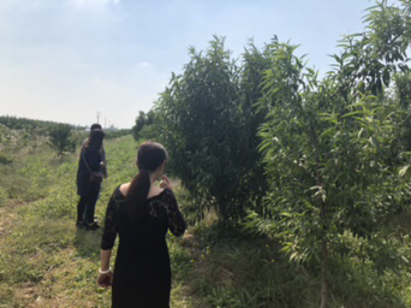 蜜桃