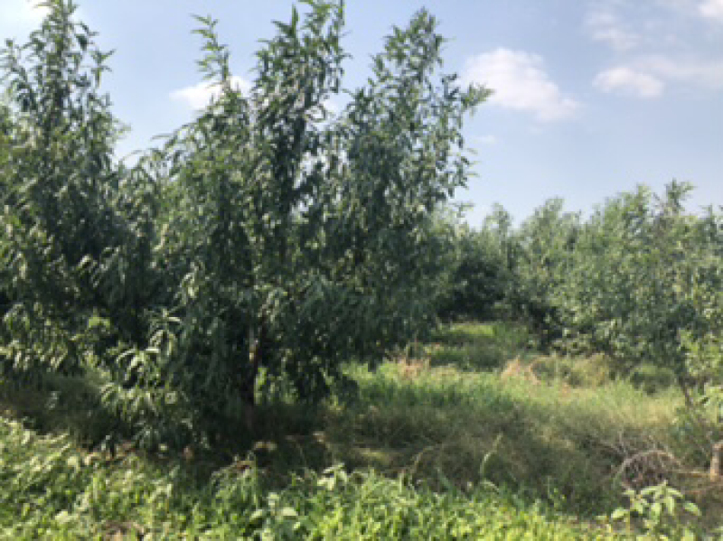 蜜桃