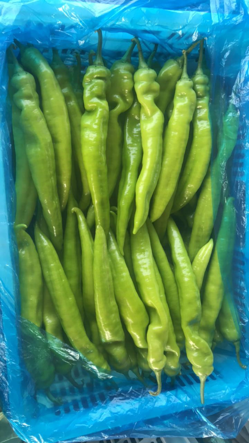 精品尖椒，大量上市中精品辣椒支持市场商超代发全国