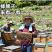 农家百花蜂蜜土蜂蜜500克一斤