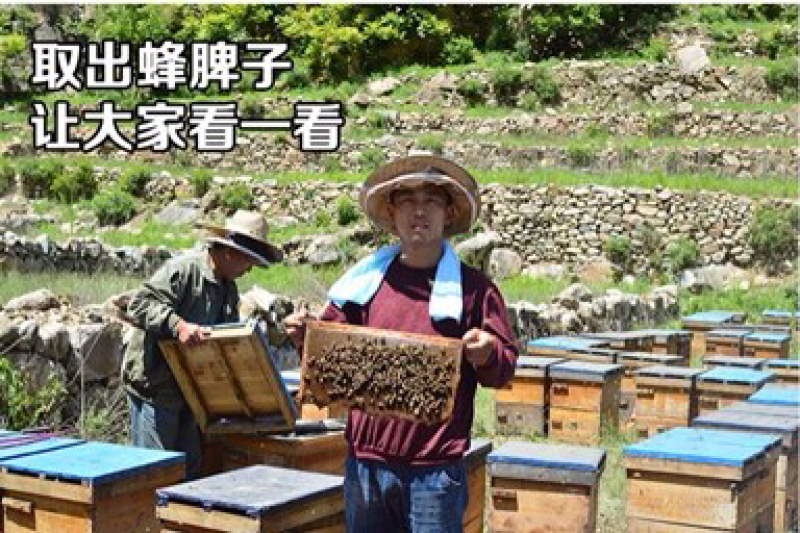 农家百花蜂蜜土蜂蜜500克一斤