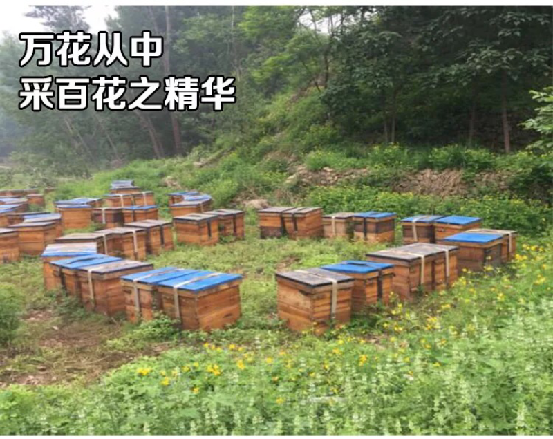 农家百花蜂蜜土蜂蜜500克一斤