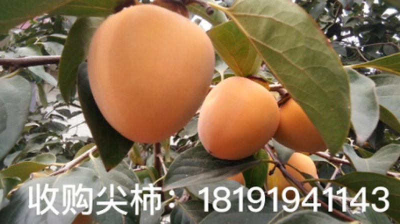 尖柿成熟了大量供应，有需要的客商联系