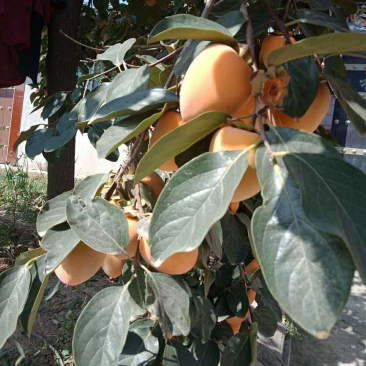 尖柿成熟了大量供应，有需要的客商联系