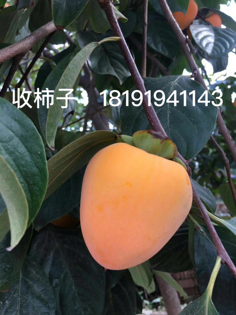 尖柿成熟了大量供应，有需要的客商联系
