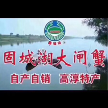 正宗固城湖大闸蟹