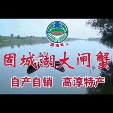 正宗固城湖大闸蟹