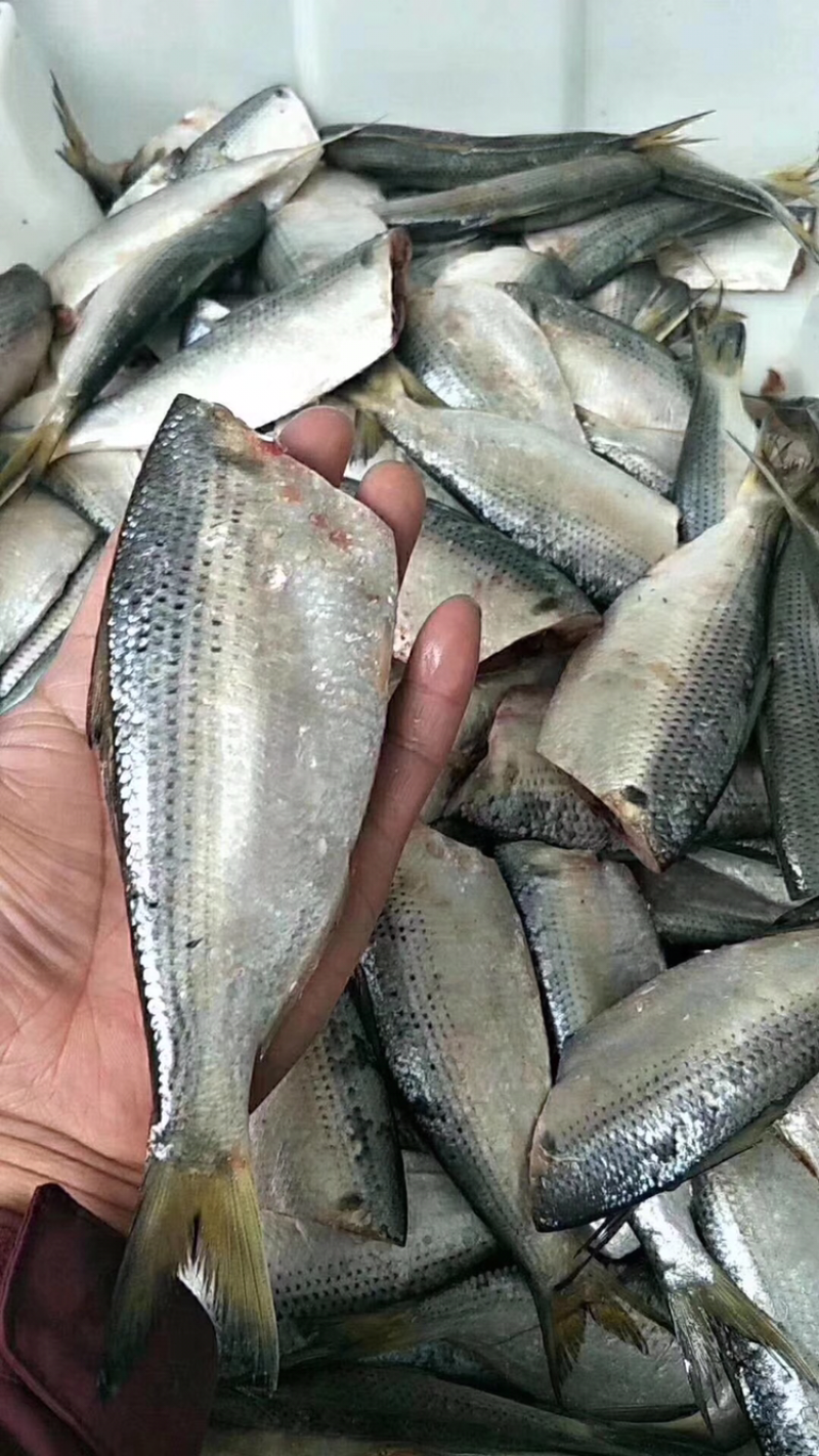 卤腌鲫鱼干