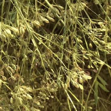 防风种子纯新种子货包发芽免费技术指导批发