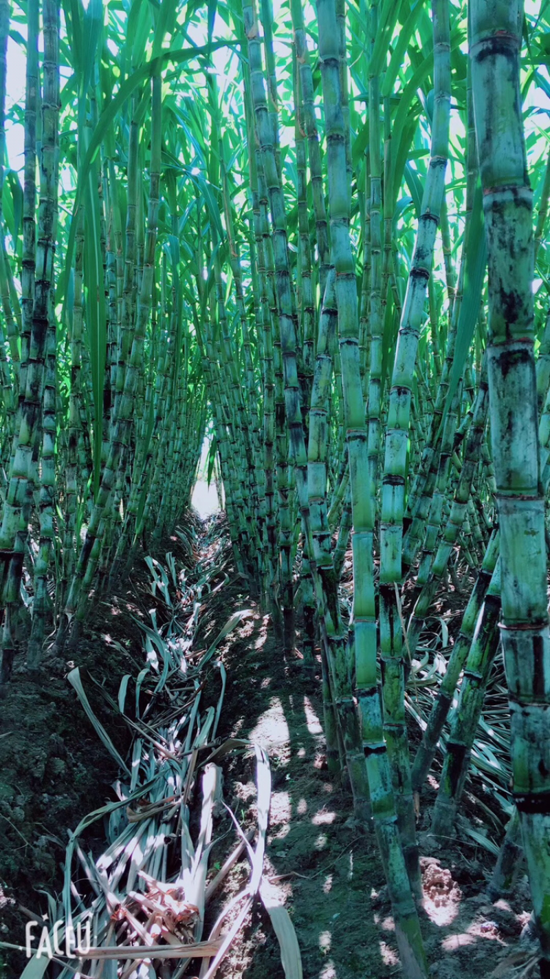 正宗陶山青皮甘蔗大量上市货量充足量大从优欢迎选购