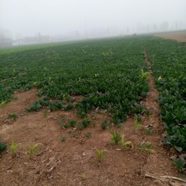 大叶菠菜15~20厘米