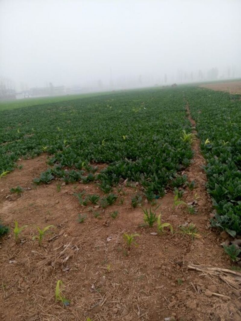 大叶菠菜15~20厘米