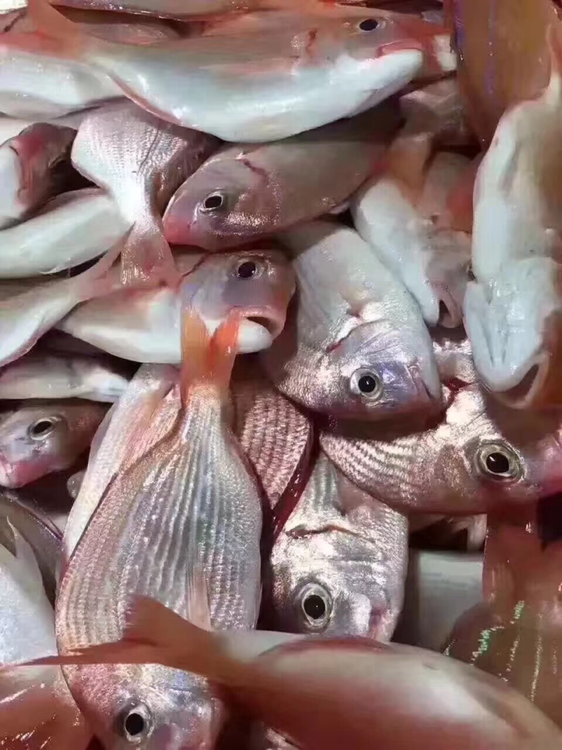 赤棕鱼