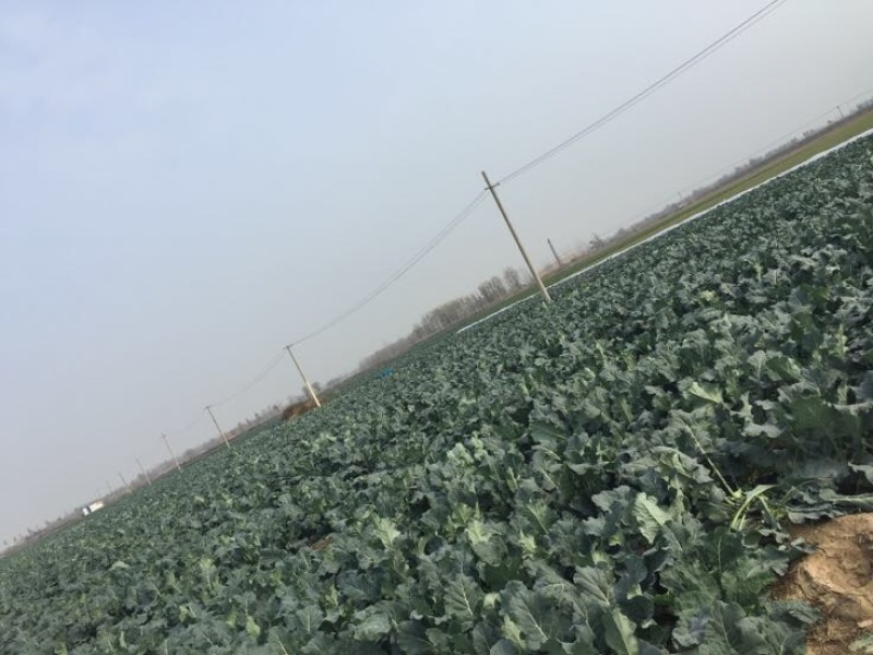 优秀西兰花