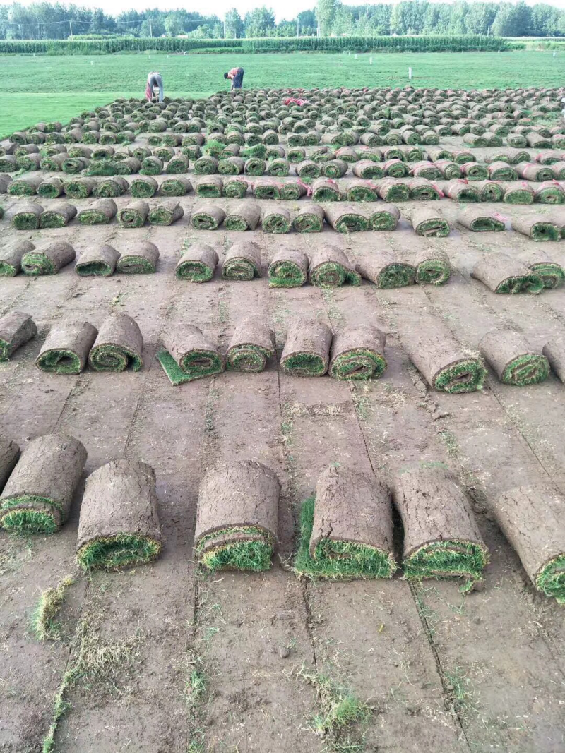 马尼拉果岭草四季青真草坪草皮带土发货