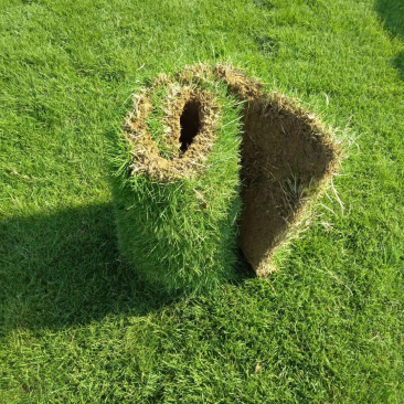 马尼拉果岭草四季青真草坪草皮带土发货