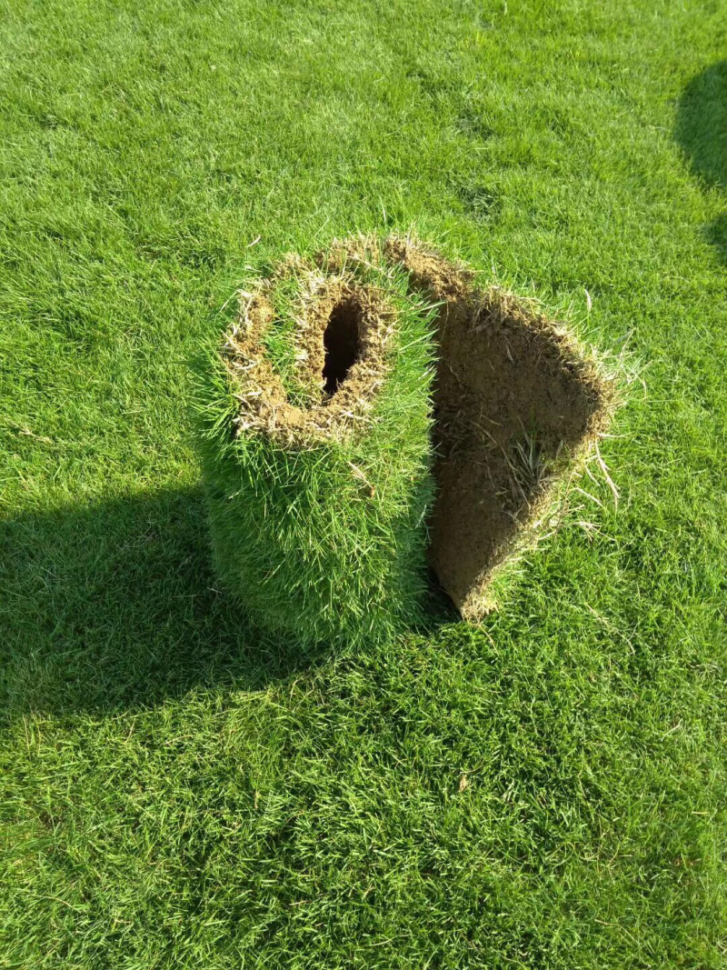 马尼拉果岭草四季青真草坪草皮带土发货