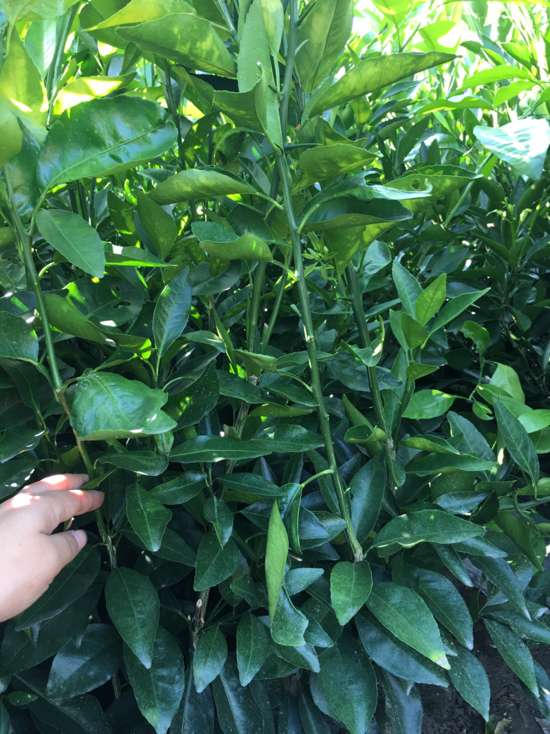 沃柑苗，可留树到3.4月