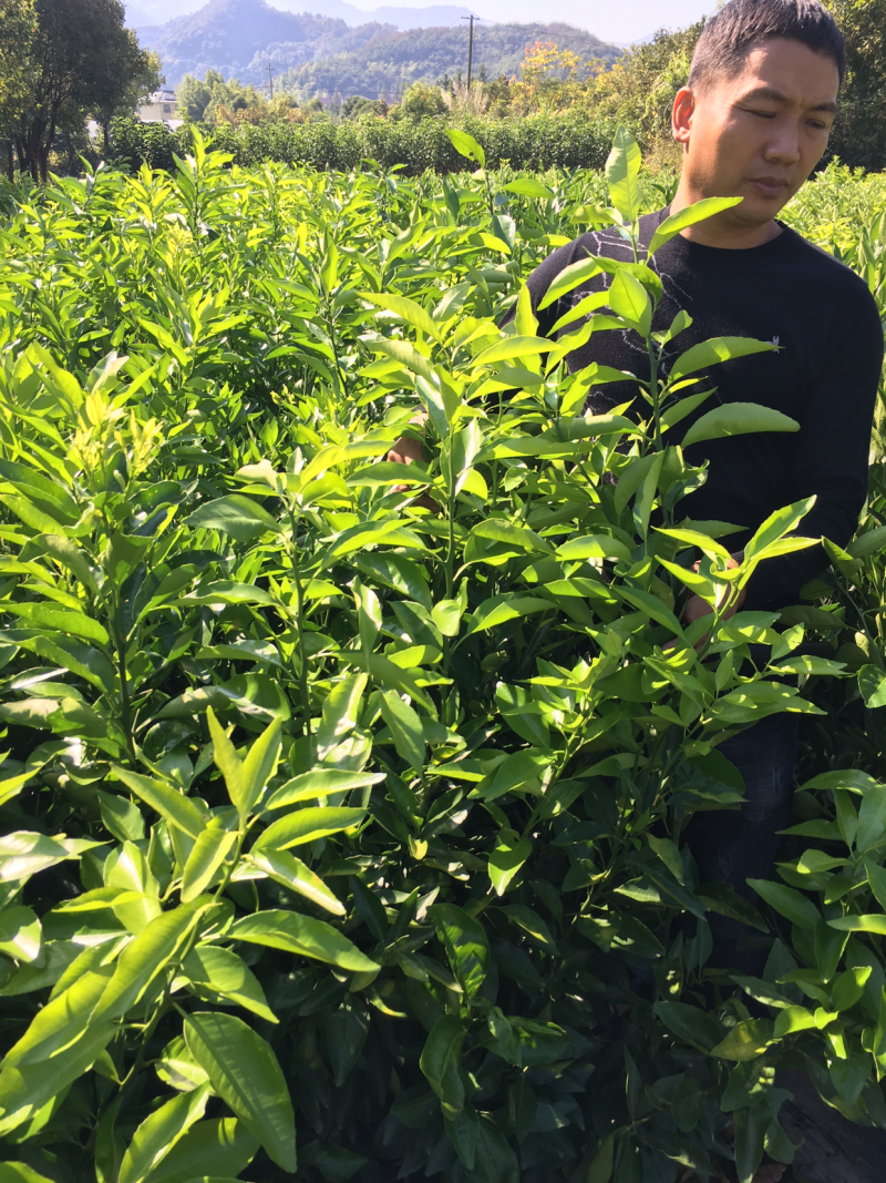 沃柑苗，可留树到3.4月