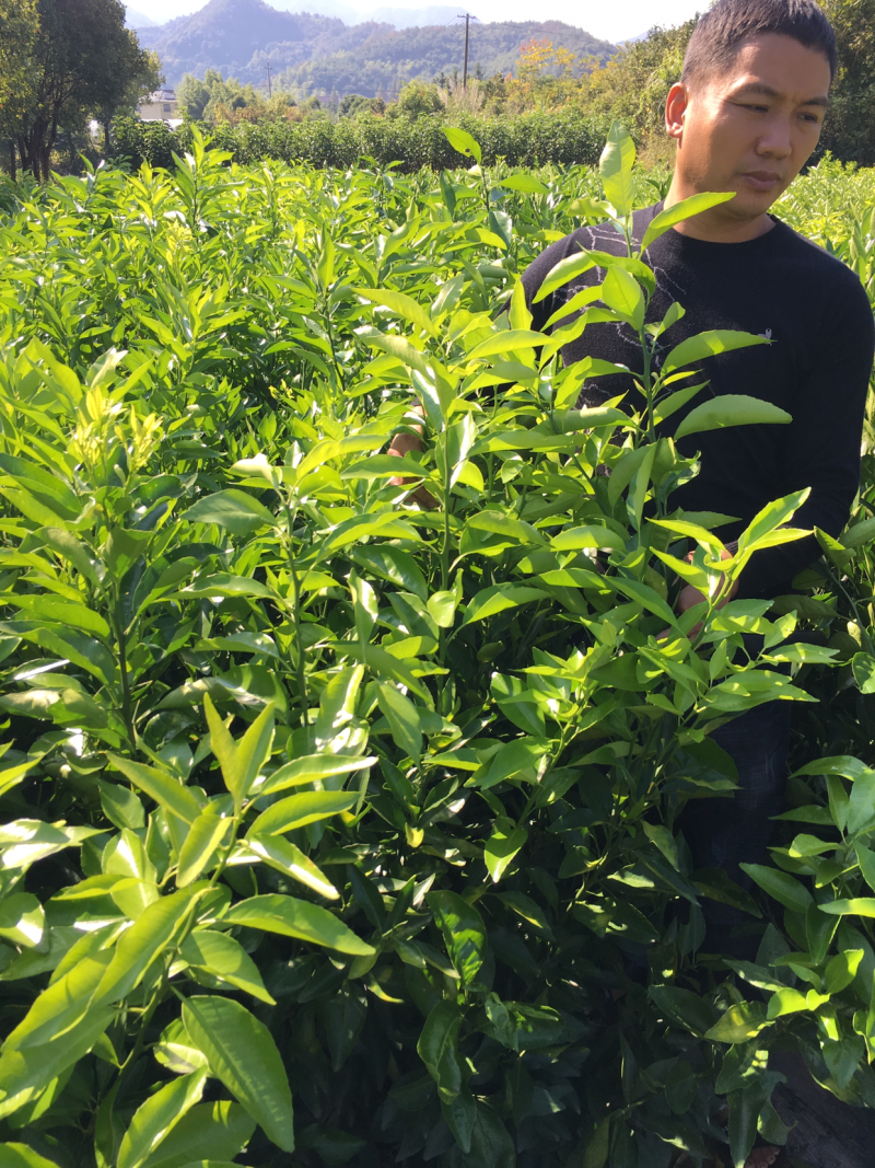 沃柑苗，可留树到3.4月