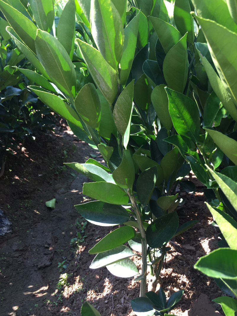胡柚苗，又称常山胡柚苗