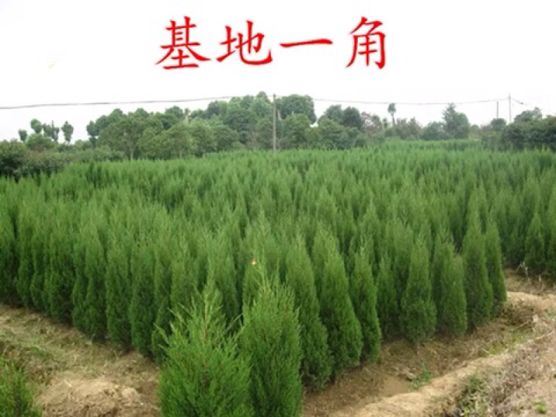 塔柏树苗桧柏墓地松扫墓松清明松绿化苗木