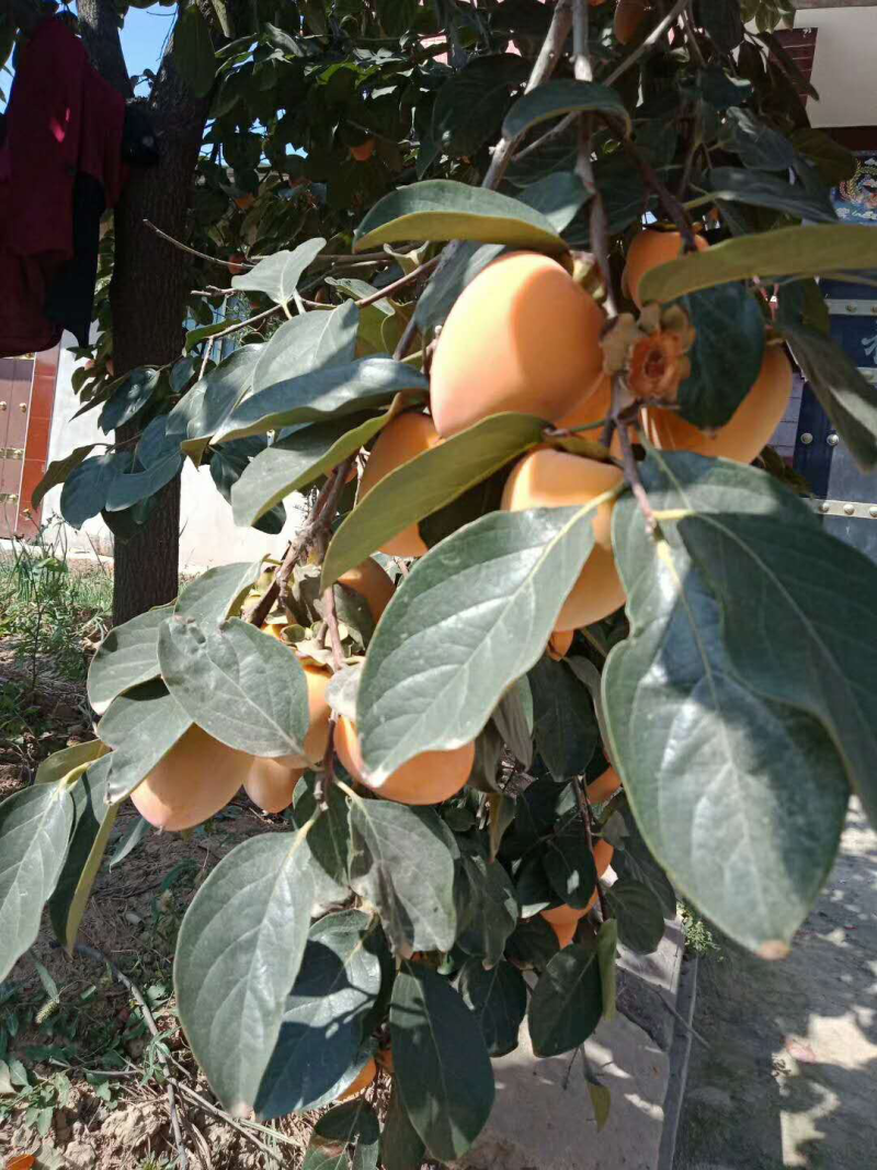 尖柿