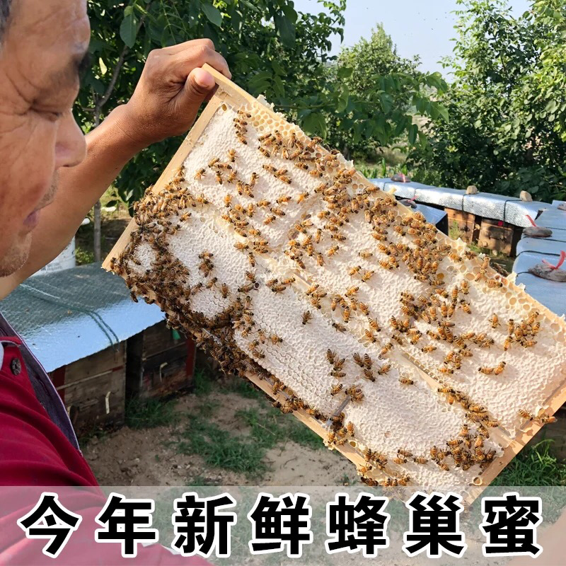 蜂巢蜜批发零售
